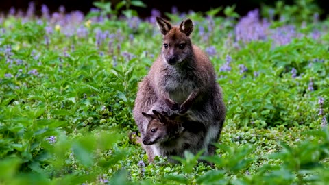 Mama Kangaroo and Baby in Pouch