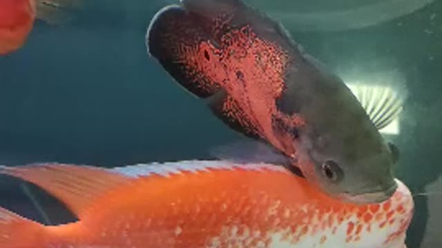 This fish has a big head