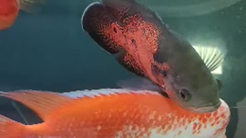This fish has a big head