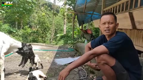 Tips perawatan kambing