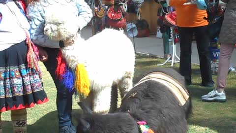 Alpaca and llama grazing together