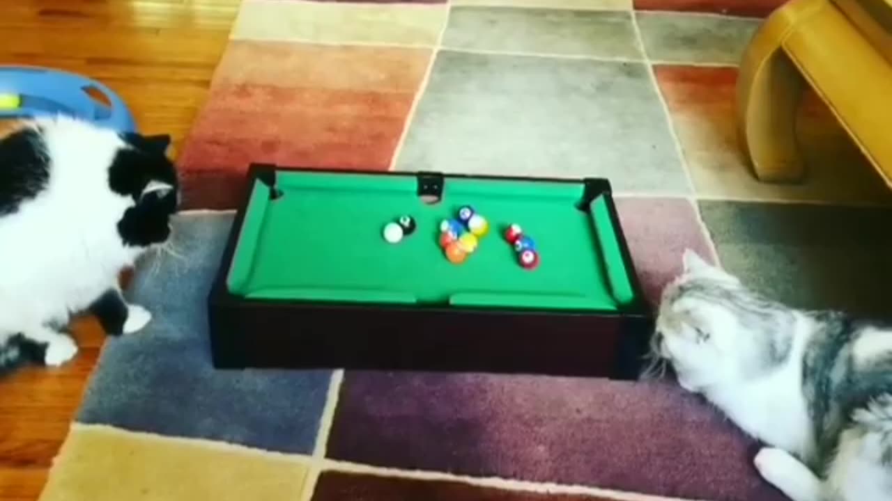 FUNNY CATS