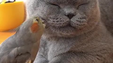 new funny video with cat and parrot