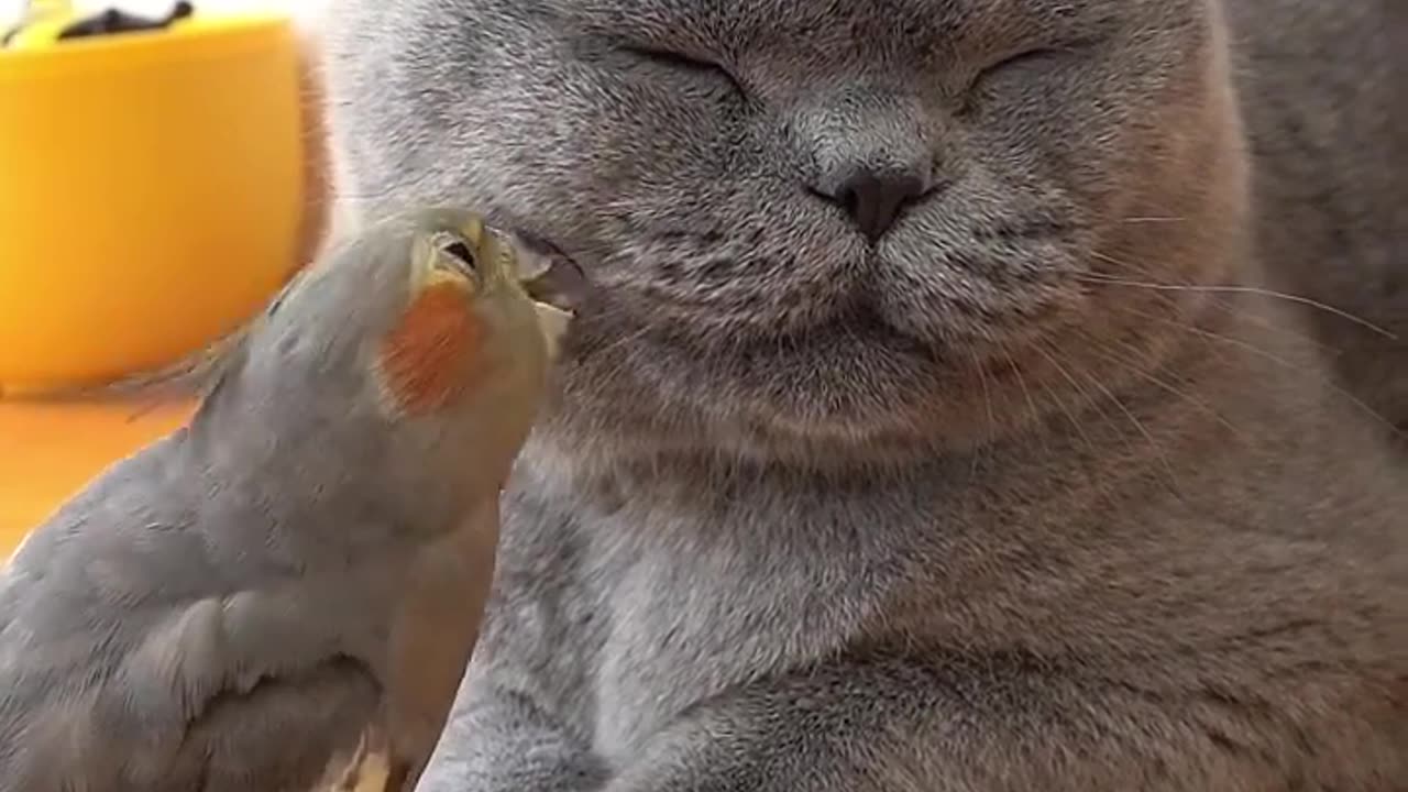 new funny video with cat and parrot