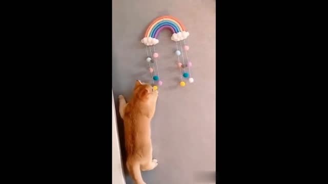 The Best Funny Videos with cats and dogs