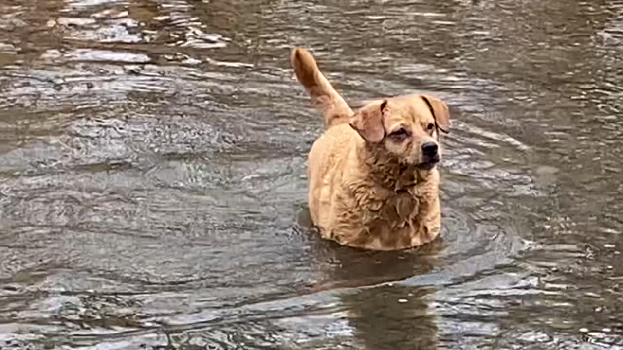 The Creek Dog III