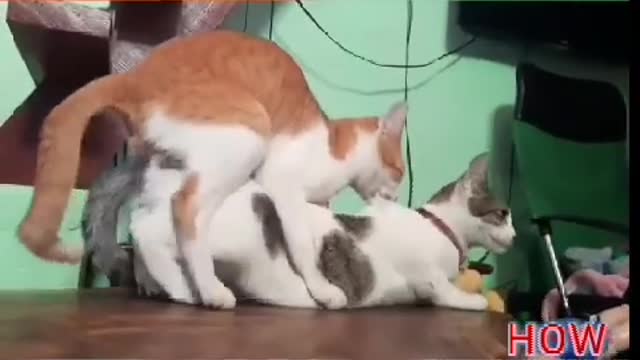 Cats mating#animals having fun#