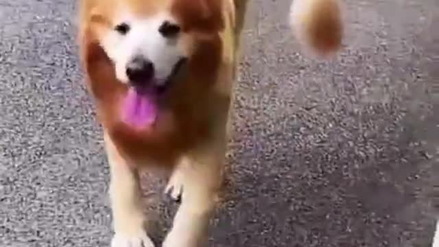 Cute dog