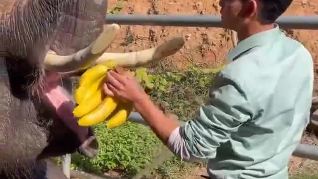 The elephant enjoys eating a banana while taking a bath