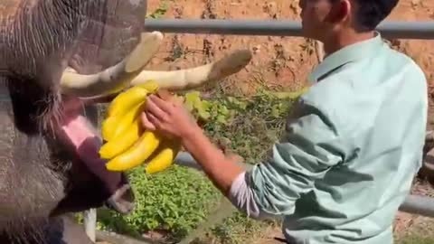 The elephant enjoys eating a banana while taking a bath