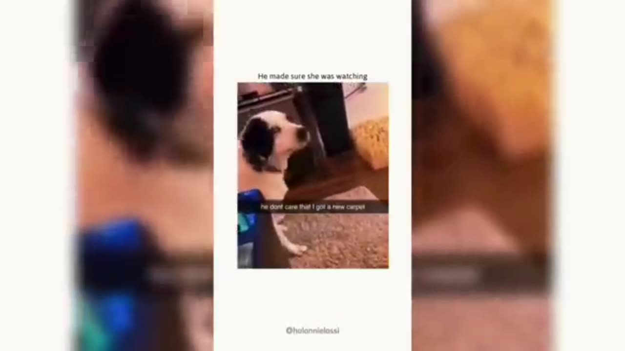 Cute dog 🐶🐕 laughing videos #vral videos #shorts