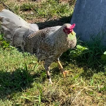 Beautiful Dom John Bottoms Farm