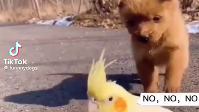 Funny Puppy Trying To Be Friend With A Parrot