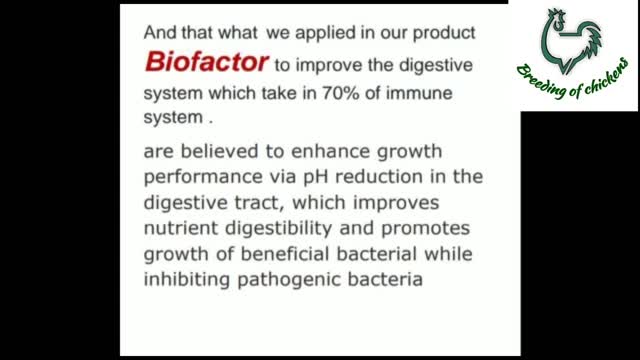 prebiotics, probiotics, synbiotics and phytobiotics in raising poultry farm 🐔🐓 Organic chicken 💫