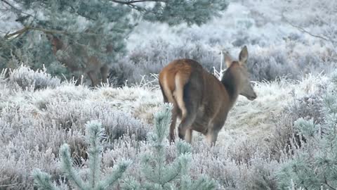 Beautiful Animals Video