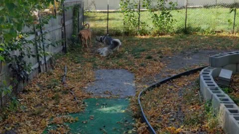 Winter, Toby, CoCo