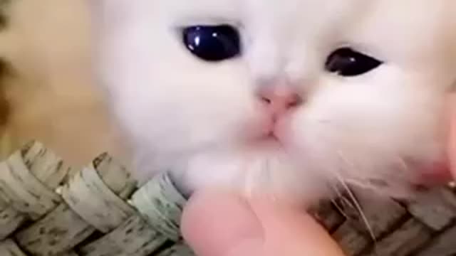 Funny Cute cats 🐱 Baby Cats - Cute and Funny Cat Videos Compilation #8 | Aww Animals