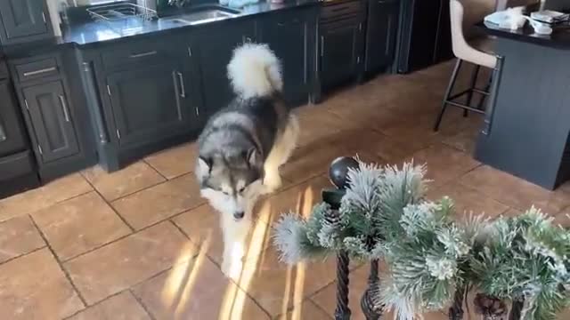 Adorable Little Girl And Husky Play Together! Phil Want's All The Attention Though!!