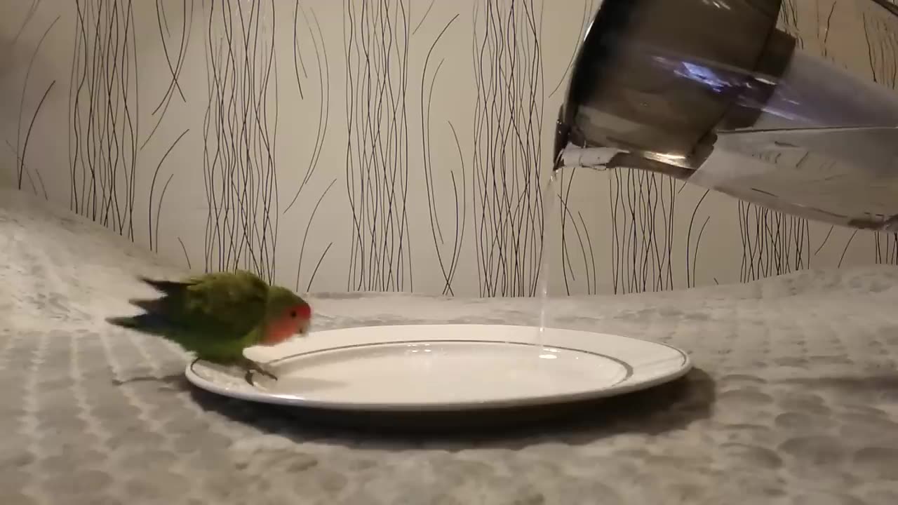 Cute Bird Taking Bath