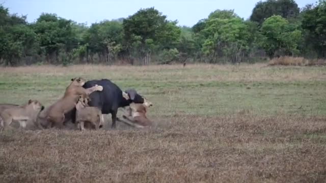 Male lion shows his pride how to take down a buffalo_Cut