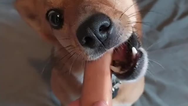 Dog vs sausage