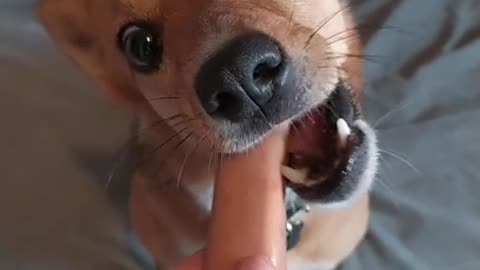 Dog vs sausage