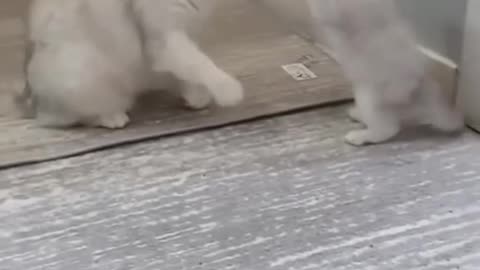 Enjoying Time with Cats