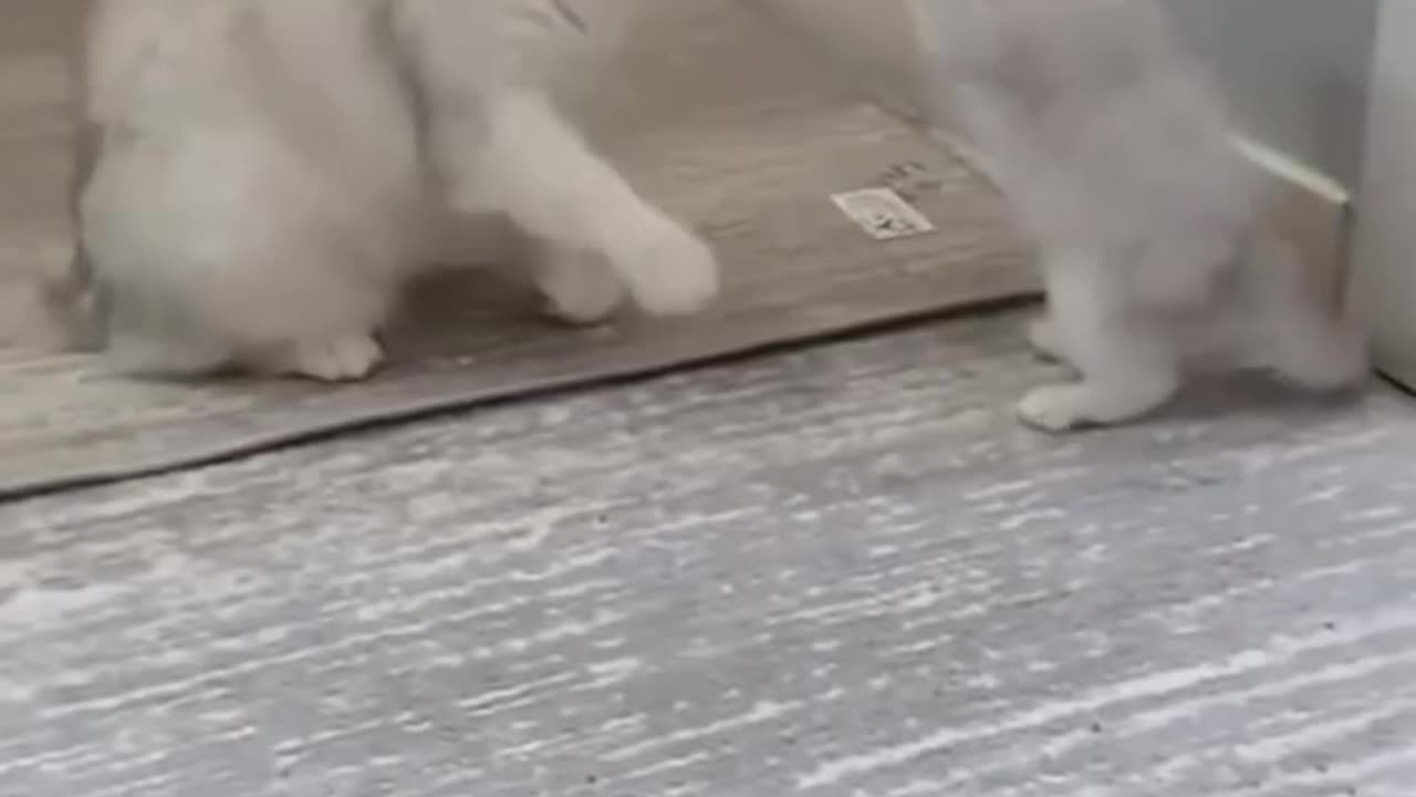 Enjoying Time with Cats