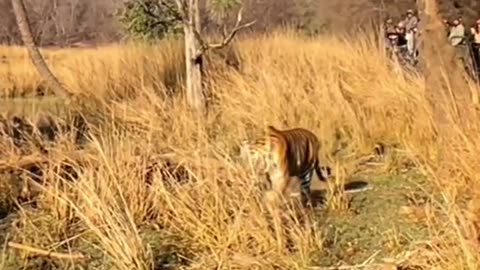 Wildlifeview🔥 _sawaimadhopur