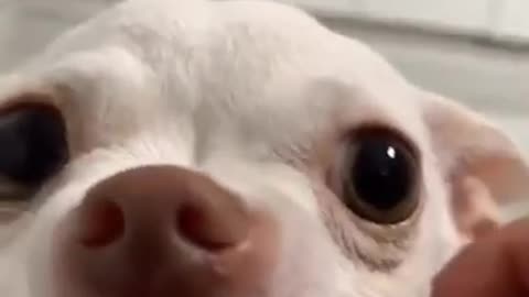 Crazy chihuahua tiktok dog