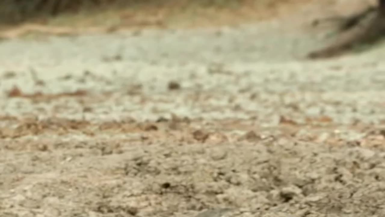 Cats will be cats 🤷🐆 #PlanetEarth3