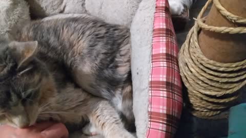 Petting Emma and Shanti