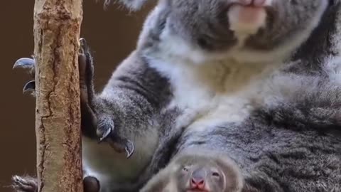 The baby koala is so cute