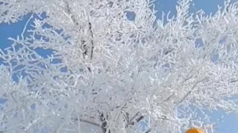 Too beautiful! Instantly covered in snow.