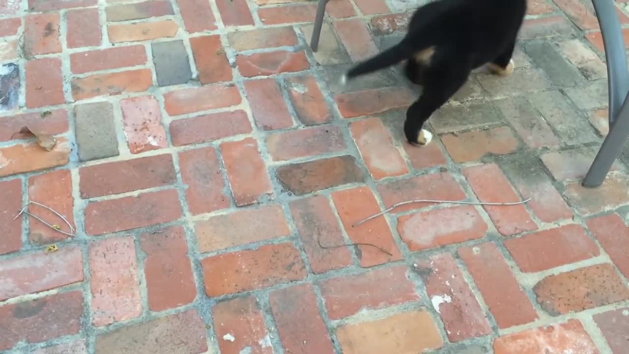 Bernese Mountain Dog Puppy Playing with Lemons