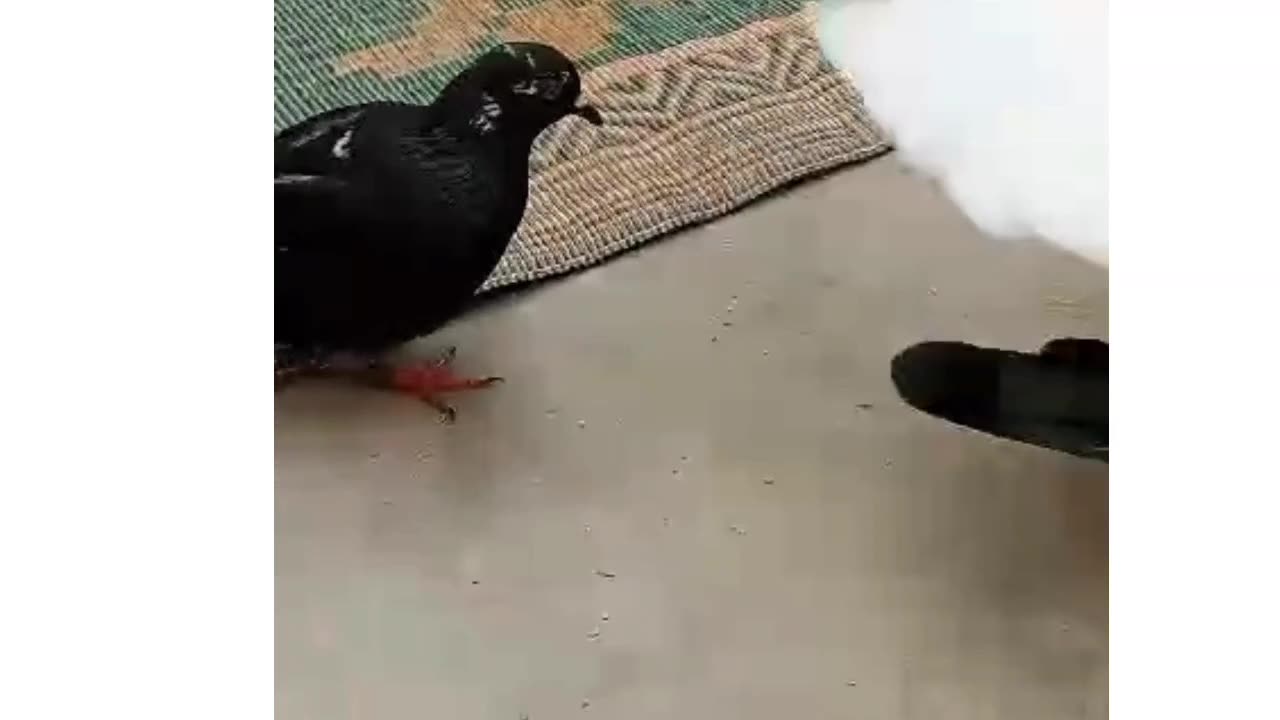 Pigeon is here