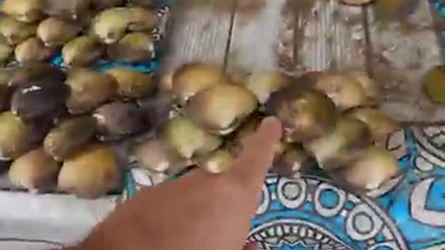 Cooking Super Delicious clams