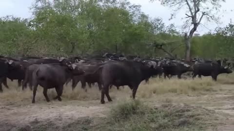 Cows in the Meadow