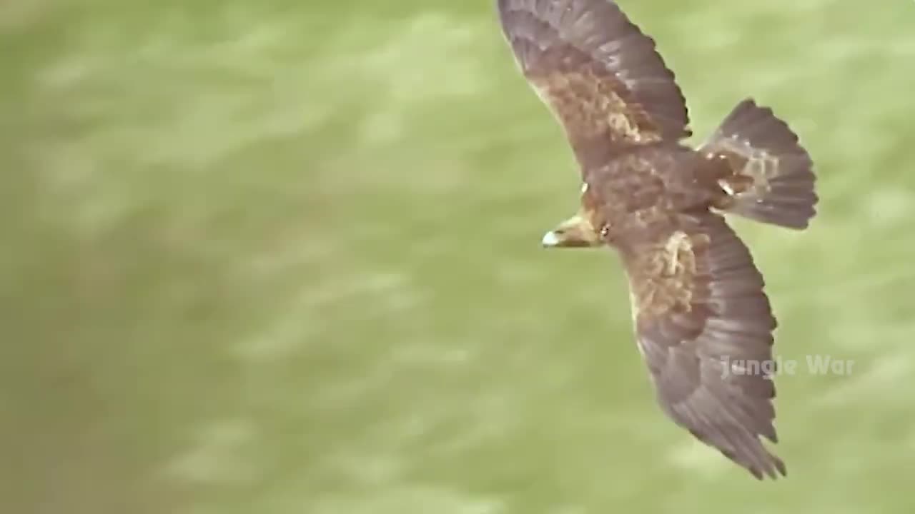 Stabs! Snake Are Ambushed By Eagle With No Way Out, What Will Happen