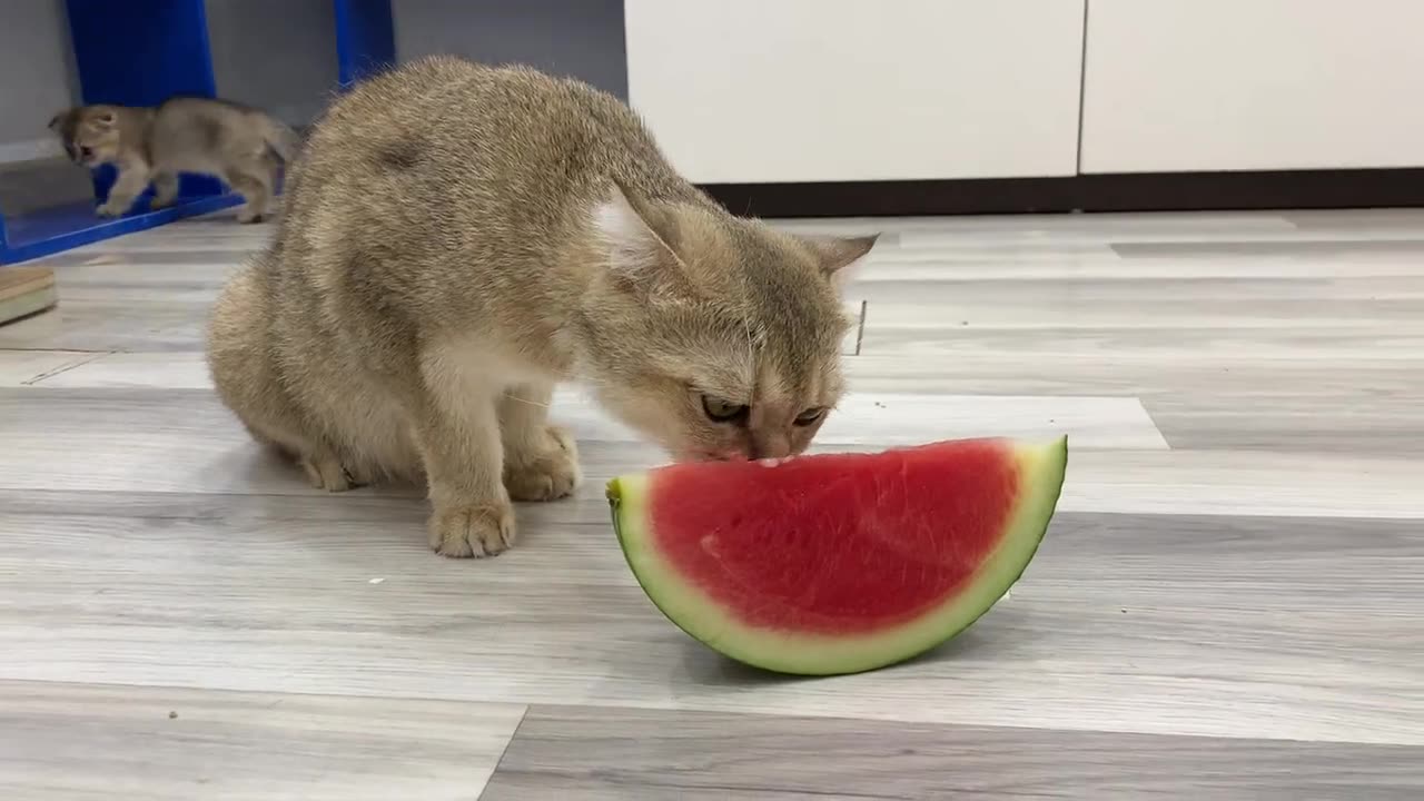 Funny Cats Eating Watermelon