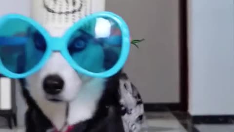 Dogs style