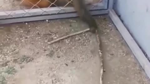 Monkey is intelligent