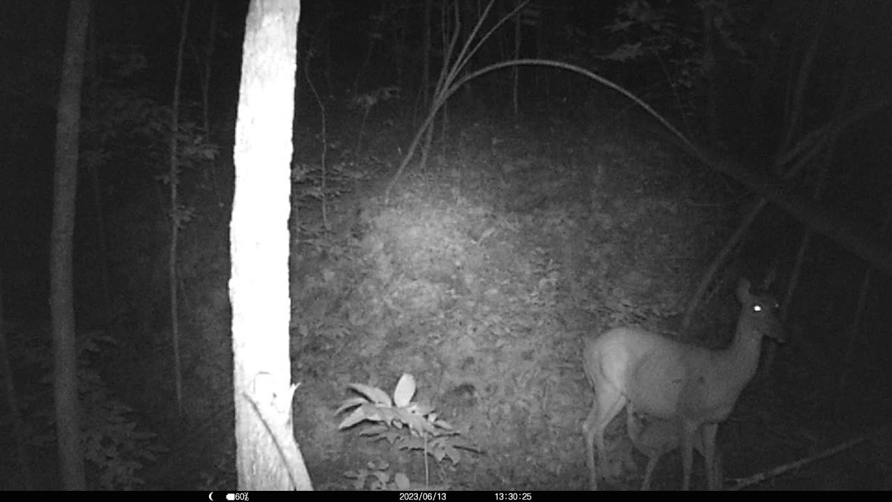 Deer Fawn nursing 7-13-2023