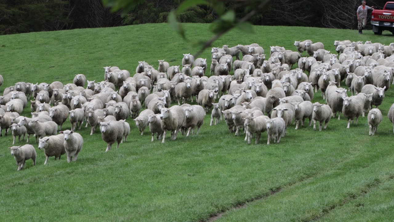 Dogs bringing order to sheep in the field