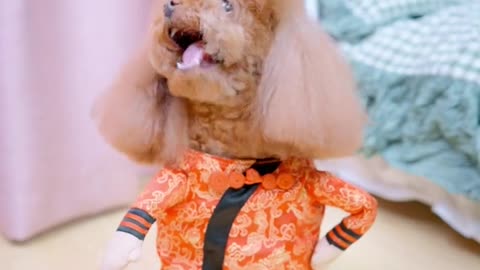 Variety Niuniu#hair child#dog