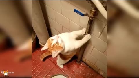 Very funny cat video |funny animal