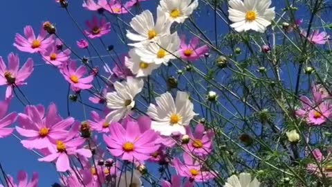 Good mountains, water and flowers