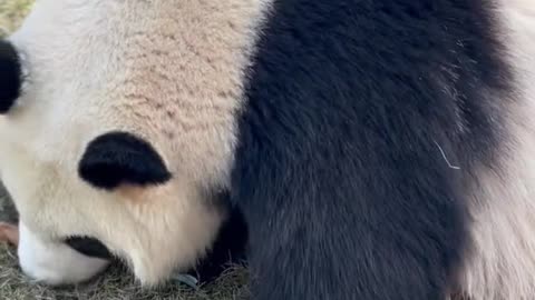 Love nature protect wild animals # giant panda