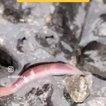 SLITHERING EARTHWORM 🪱