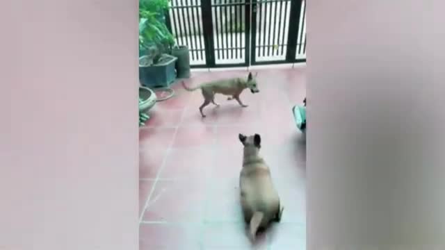 Dog funny video